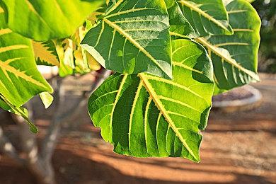 《圣塔神记》推出试玩版 PS4竟然需要付费下载